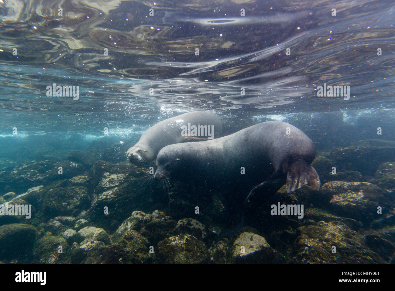 Galapagos sea lions (Zalophus californianus wollebaeki), underwater shot, Santa Fe Island, Galapagos Islands, Ecuador Stock Photo