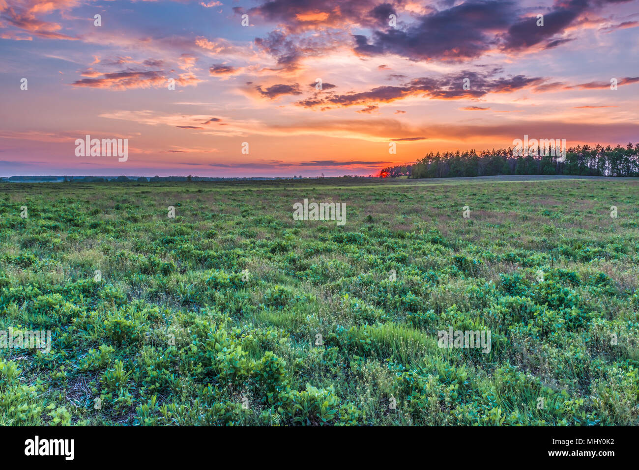 Sunset in the spring field in the Kyiv region, Ukraine. Stock Photo