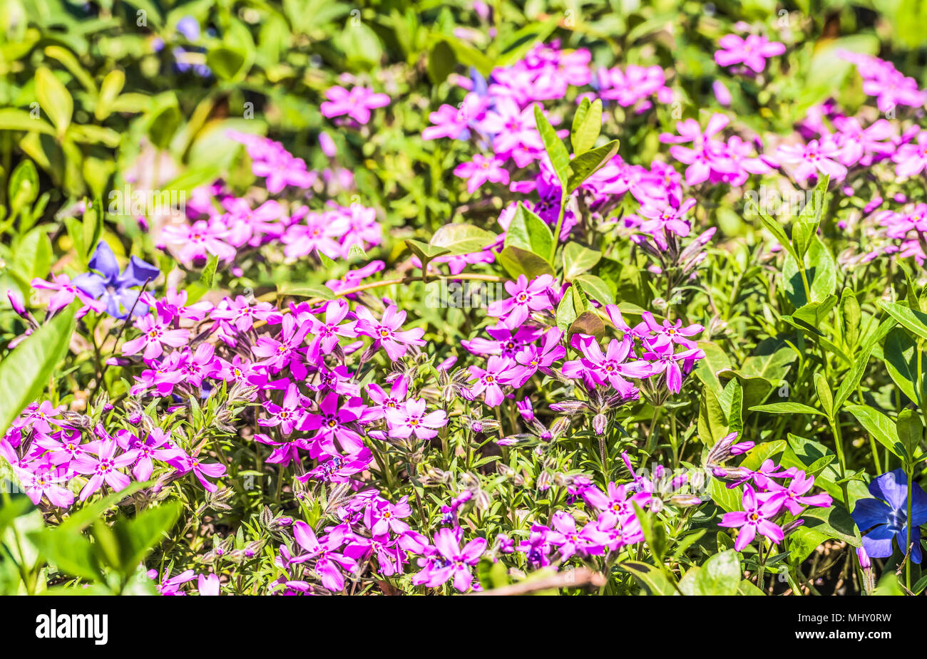 The phlox is awl-shaped pink. Flower vegetable background horizontally Stock Photo