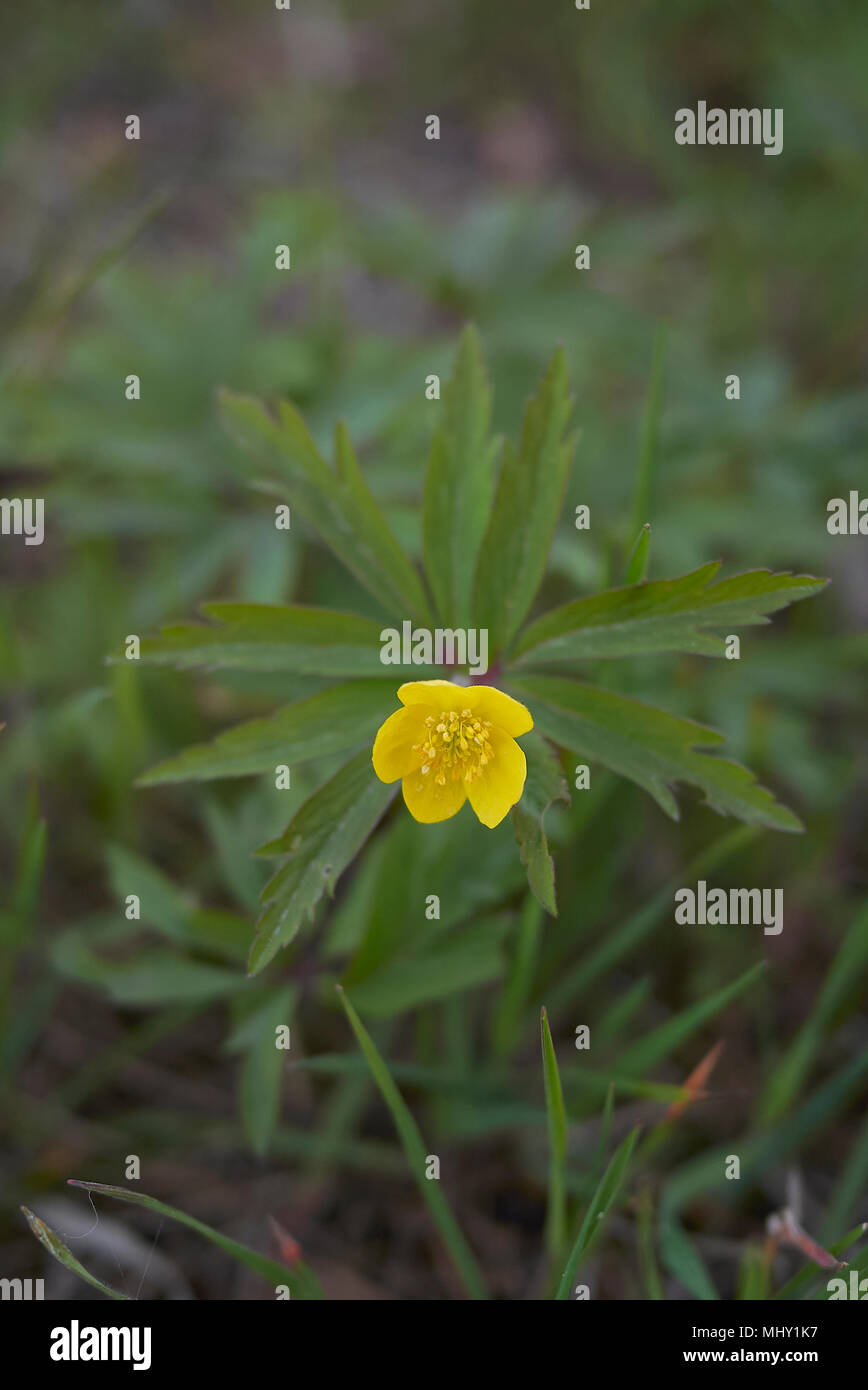 Close up anemone ranunculoides hi-res stock photography and images - Alamy