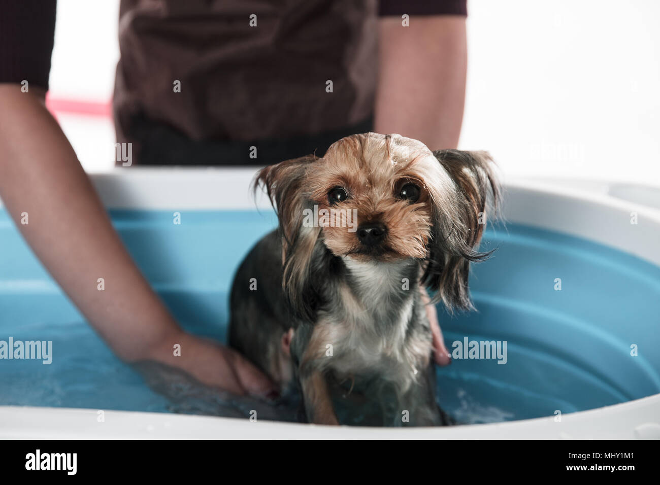 Pet beautician to bathe puppy Stock Photo Alamy