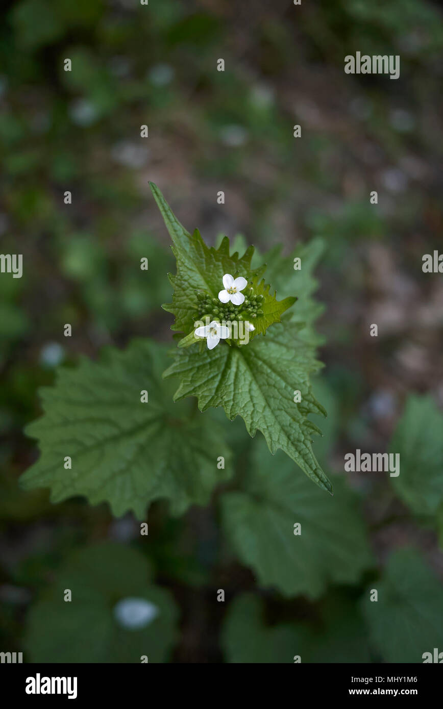 Alliaria petiolata blossom Stock Photo