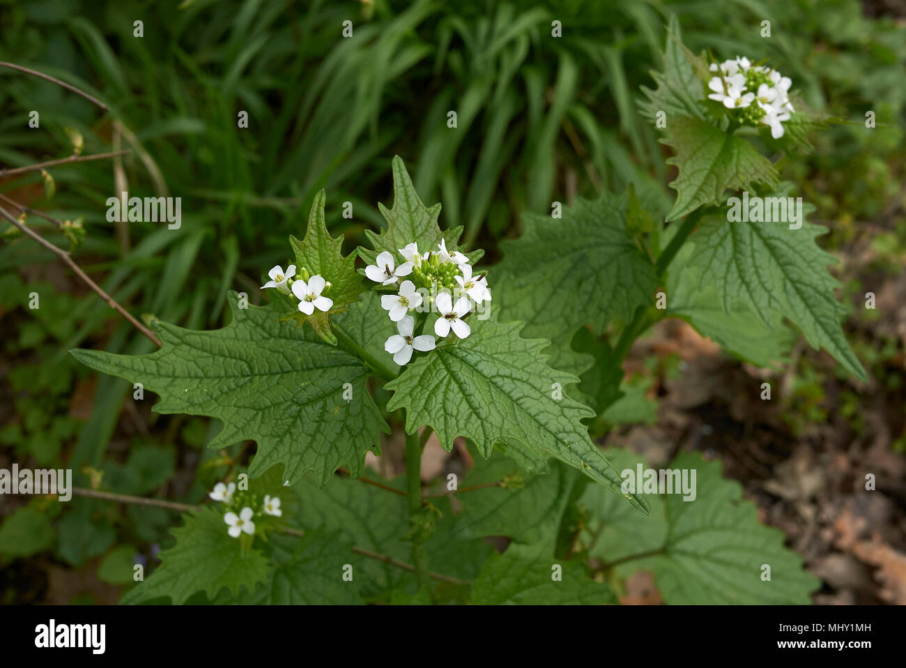 Alliaria petiolata Stock Photo