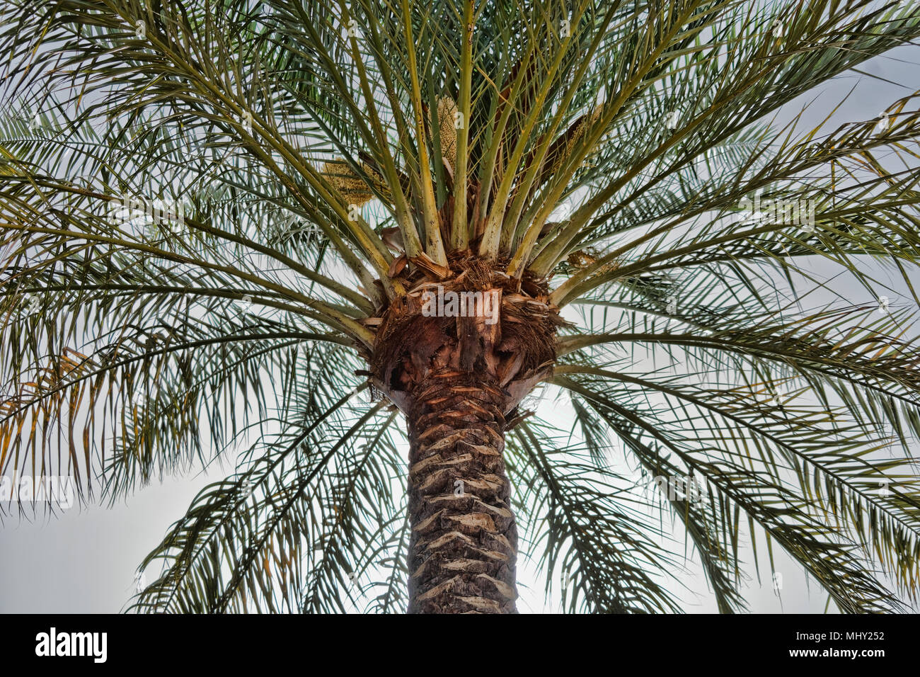 Large palm tree in the back light, photographed on the beach of Aqaba, Jordan, midle east Stock Photo