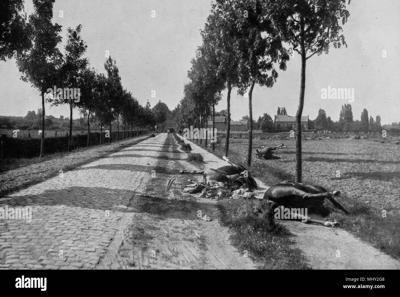 Horses killed during a battle along a road in Haelen, 1914, Belgium Stock Photo