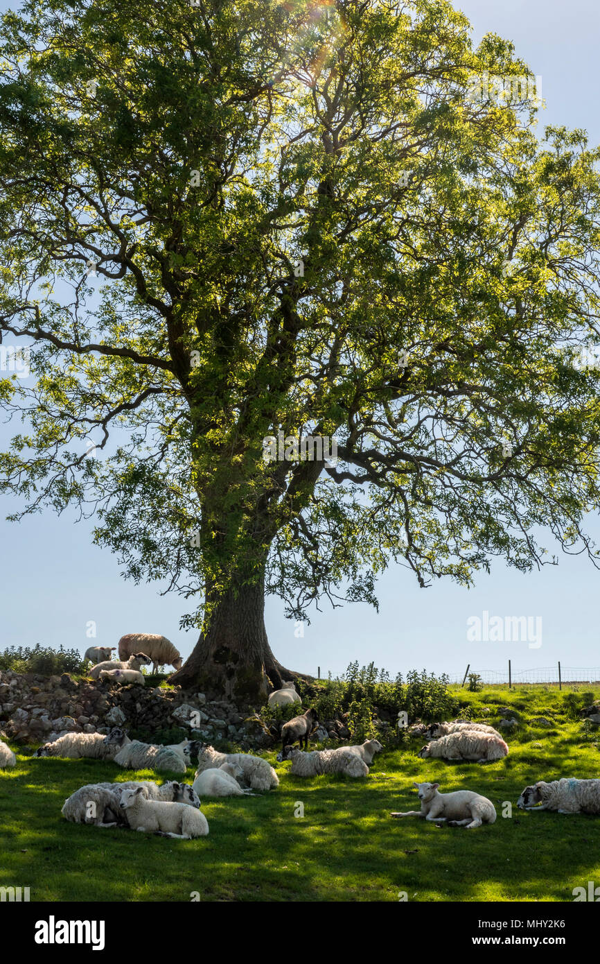 Sheep sleeping under a tree Malham Cove Malham Craven North Yorkshire England Stock Photo