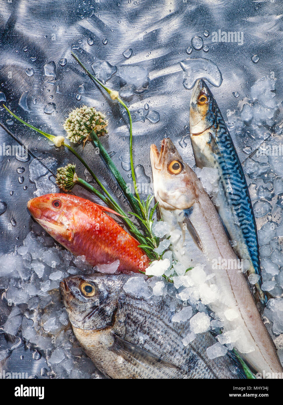 arrangement of fresh fish with ice and fresh herbs on a polished steel background Stock Photo