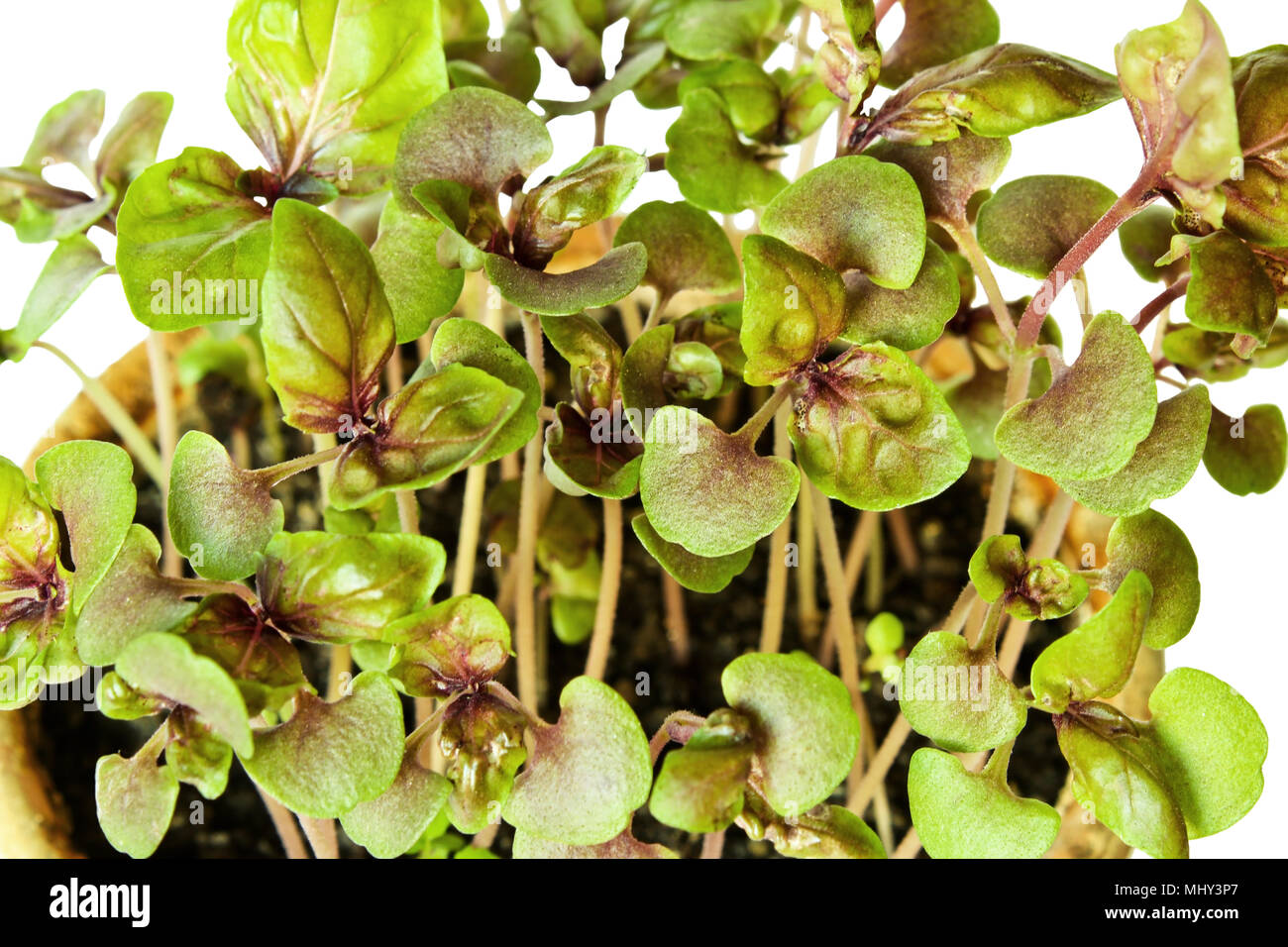 Ocimum basilicum. A pot of basil seedlings closeup isolated on a white background. Stock Photo