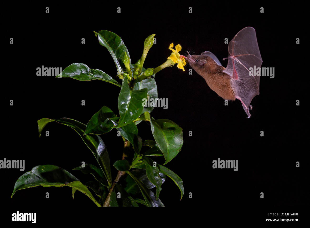Orange Nectar Bat Lonchophylla robusta, new world leafnosed bat