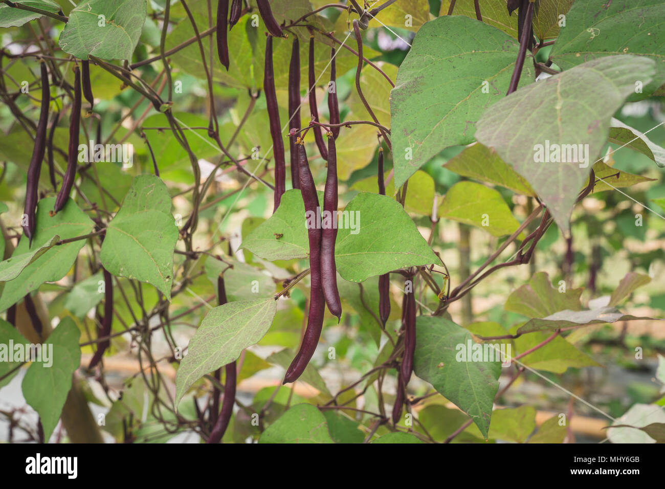 Yard long bean hires stock photography and images Alamy