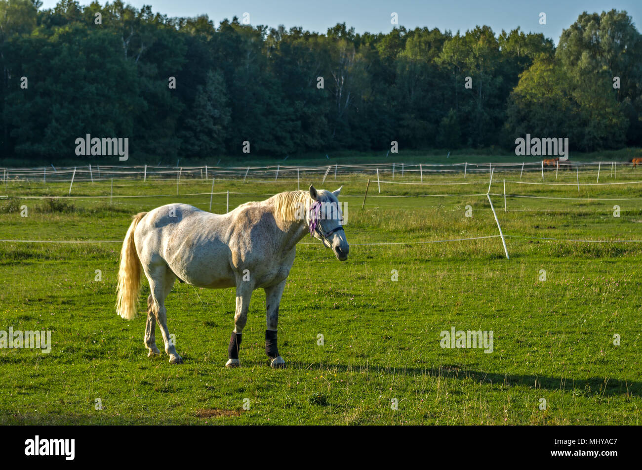 Silhouette of grizzle gray mare horse standing on the pasture among green grass in the summer in Zabrze, Silesian Upland, Poland. Stock Photo