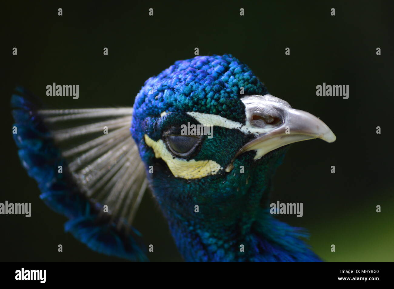 peacocks and ducks Stock Photo