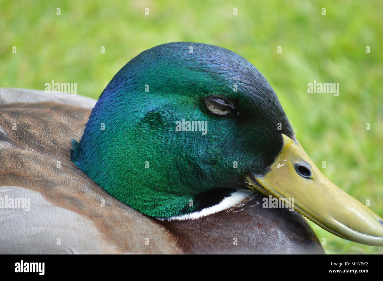 peacocks and ducks Stock Photo