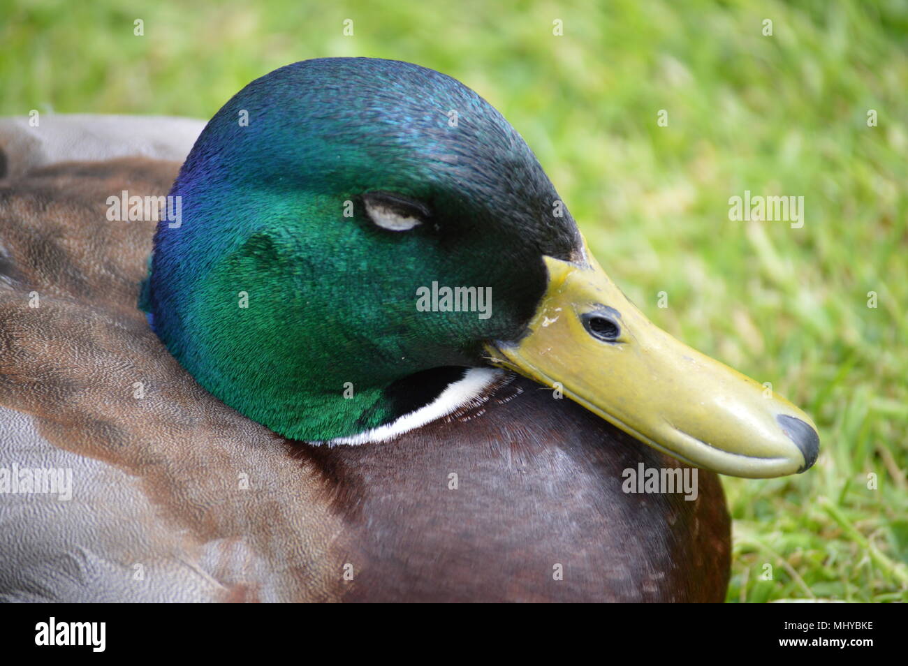 peacocks and ducks Stock Photo