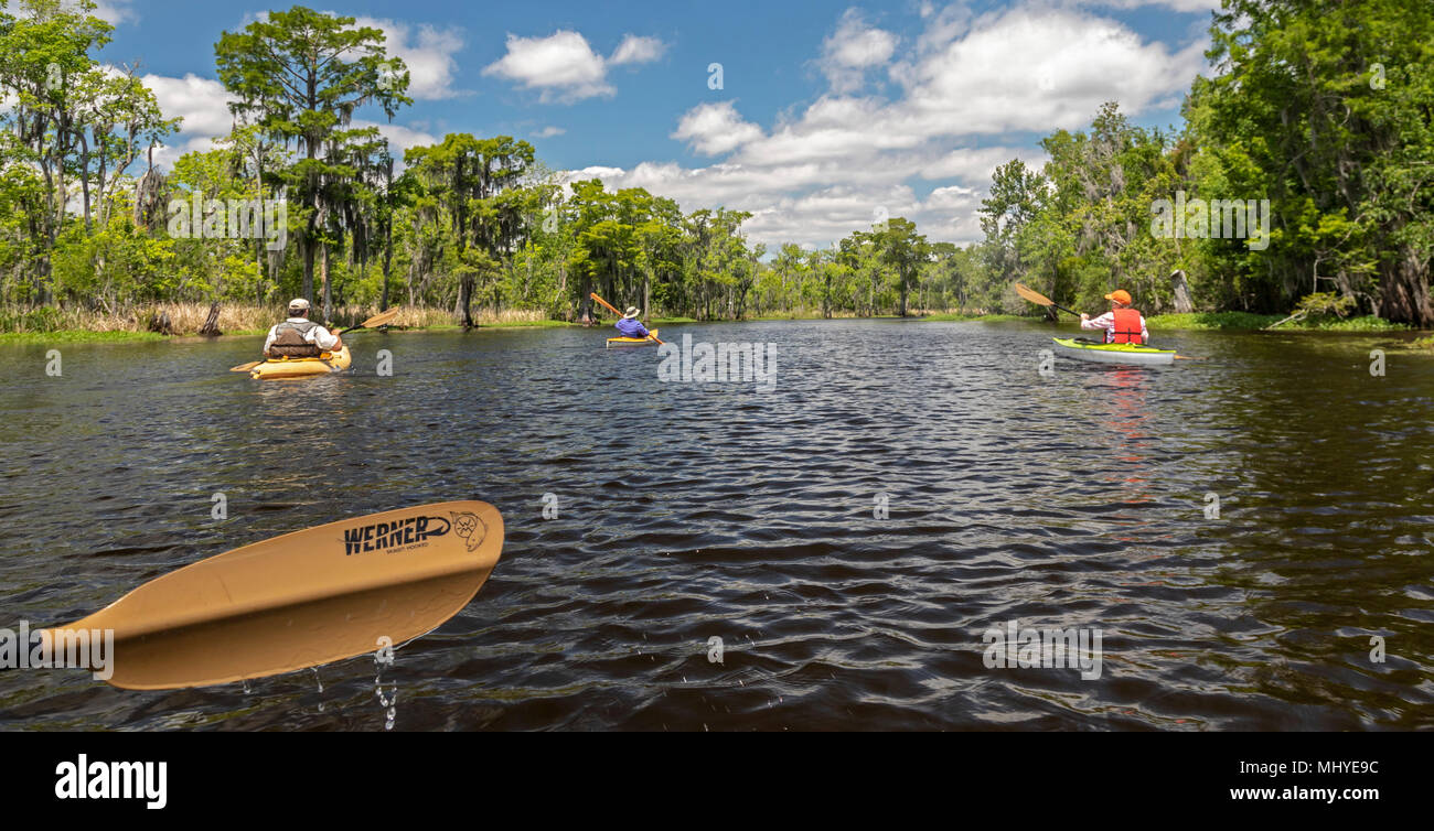 LaPlace, Louisiana - An environmental kayak tour in the  Maurepas Swamp Wildlife Management Area near New Orleans. The tour was organized by Louisiana Stock Photo