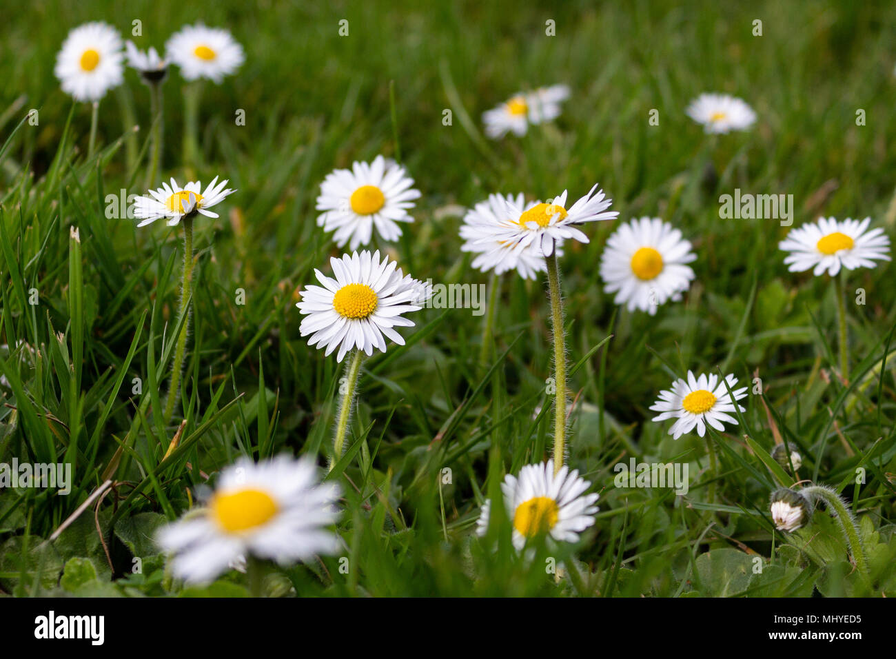 Closeup of daisies in the garden in spring Stock Photo