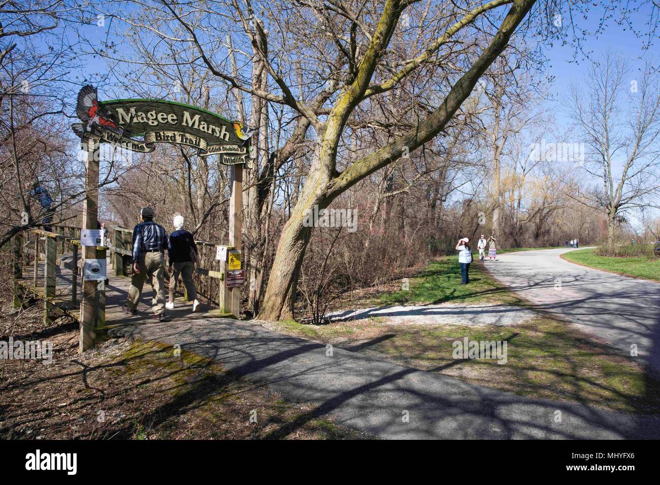 MAGEE MARSH, OAK HARBOR OHIO, May1, 2018: Early birders walking the Magee Marsh boardwalk, 'The Warbler Capital of the World!', in preparation for the Stock Photo
