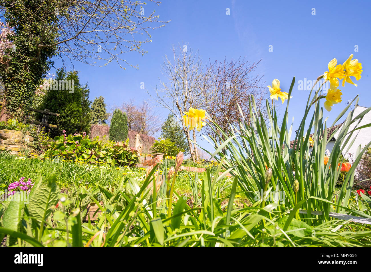 Spring garden in bloom Stock Photo Alamy