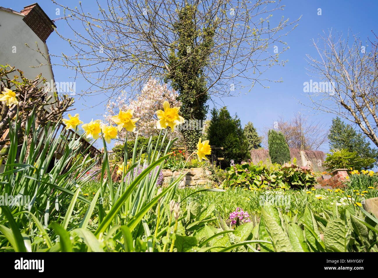 Spring garden in bloom Stock Photo Alamy