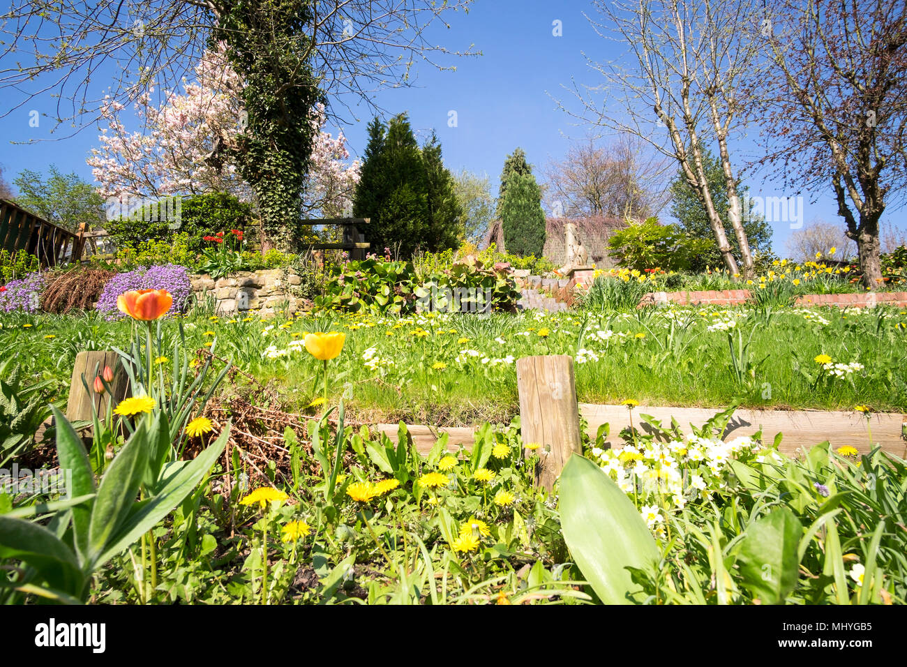 Spring garden in bloom Stock Photo Alamy