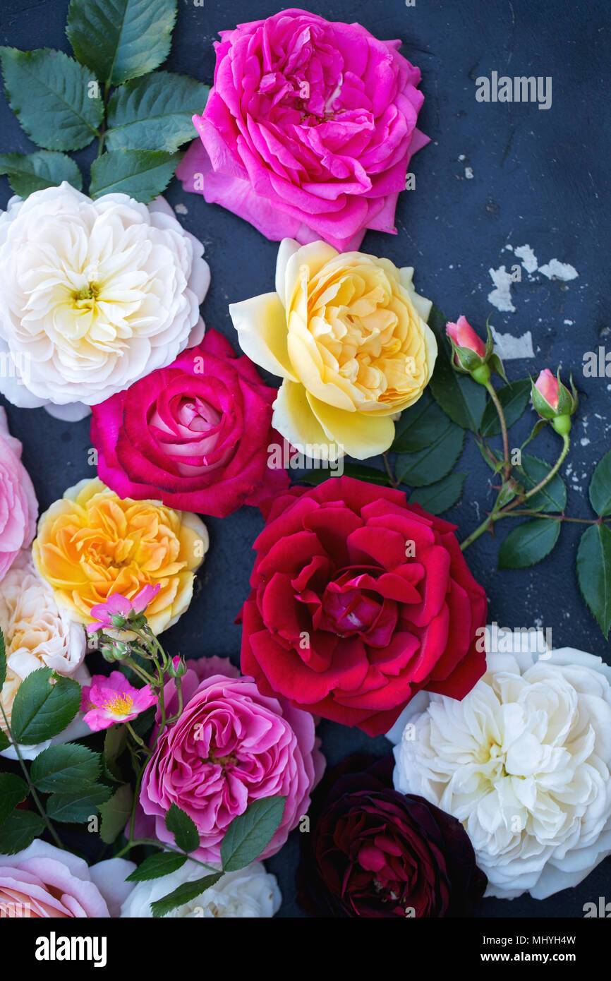 Collection of multicolored roses Stock Photo Alamy