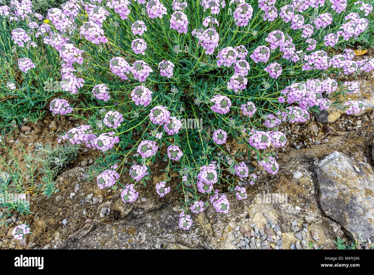 Aethionema schistosum. Fragrant Persian Stonecress or Turkish stonecress alpine plants rockery stone Stock Photo