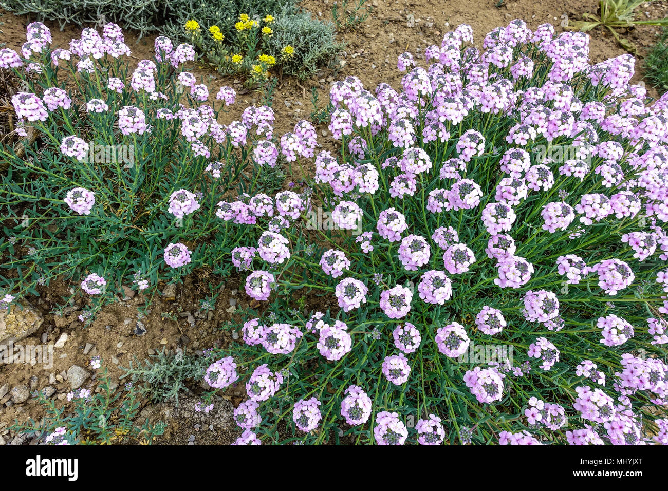 Aethionema schistosum. Fragrant Persian Stonecress or Turkish stonecress ground cover plants Stock Photo