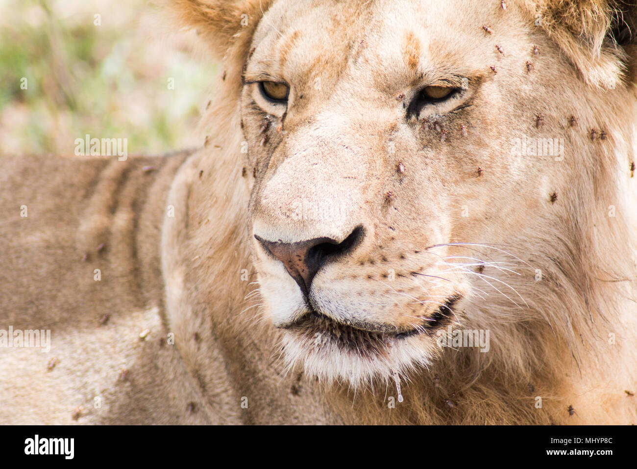 close up view of lioness Stock Photo
