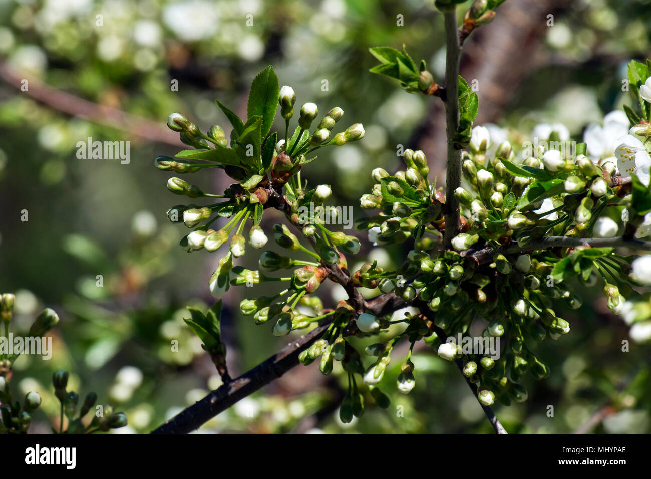 Branch of a cherry tree abundantly strewn with buds of flowers (Prunus cerasus) Stock Photo