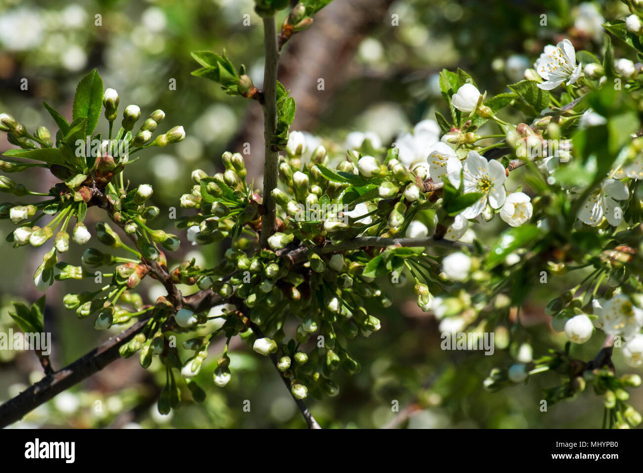 Branch of a cherry tree abundantly strewn with buds of flowers (Prunus cerasus) Stock Photo