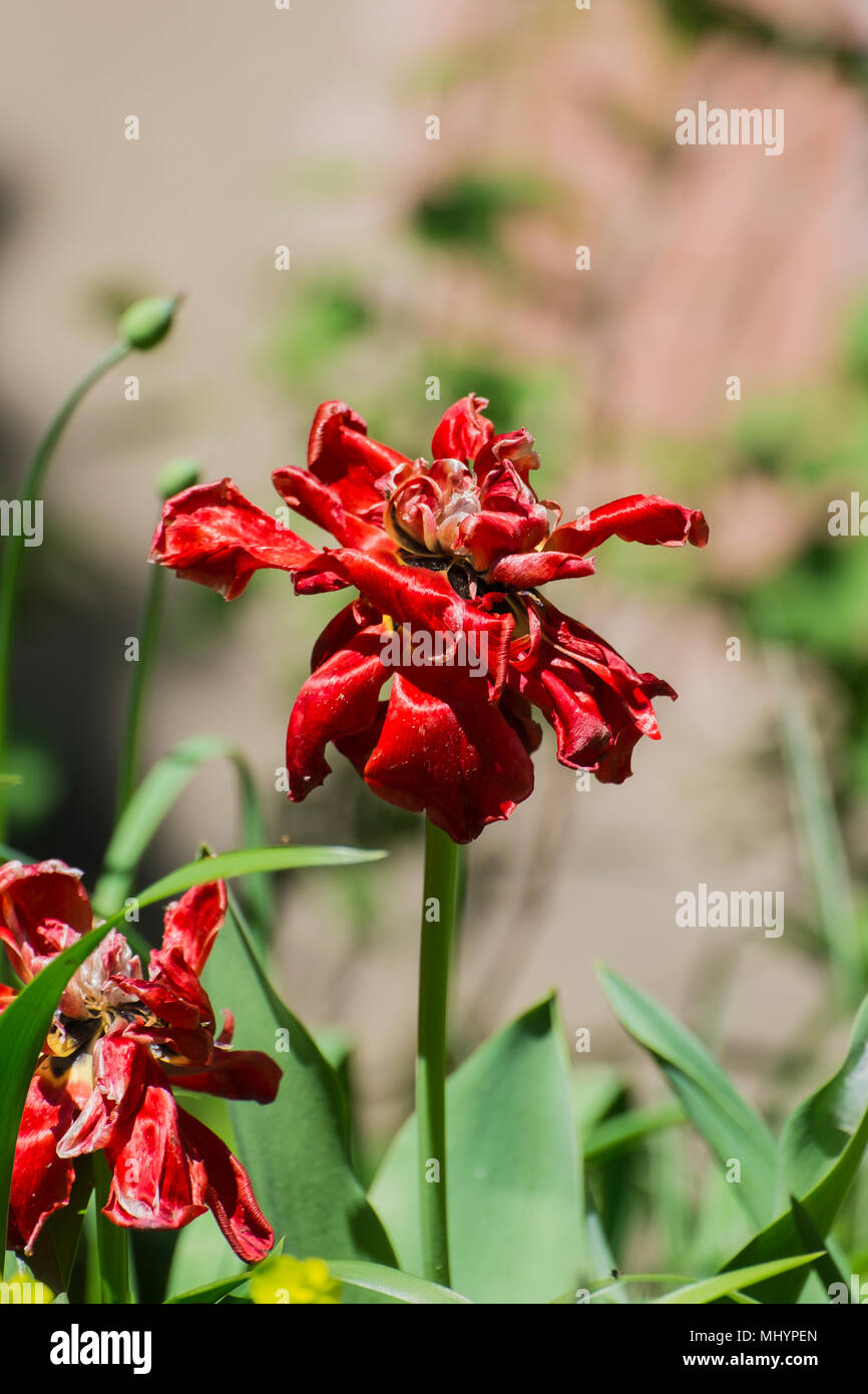 Faded bright red tulip (Tulipa) Stock Photo