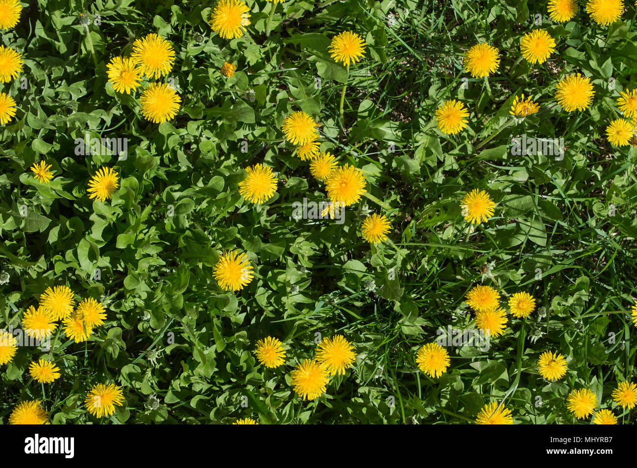 Order compositae hires stock photography and images Alamy