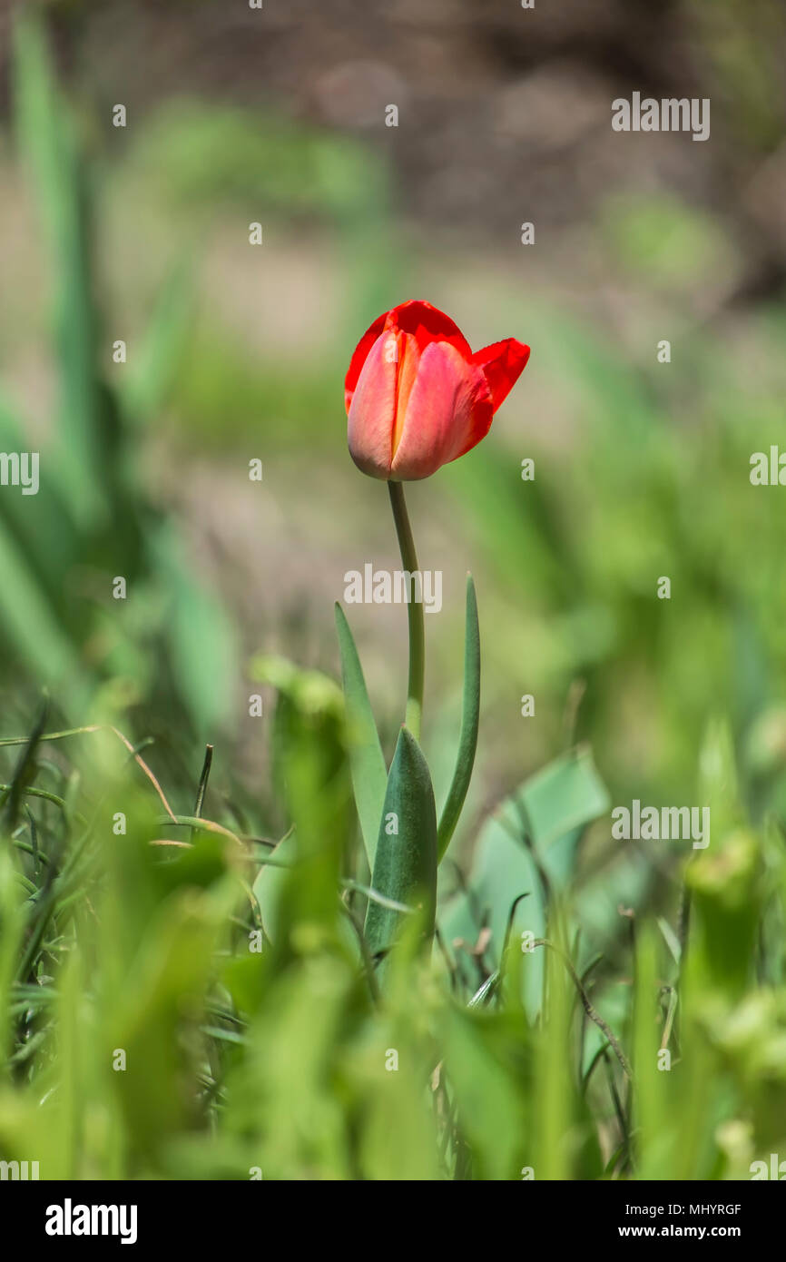 Lonely red tulip on blurred green background (Tulipa) Stock Photo