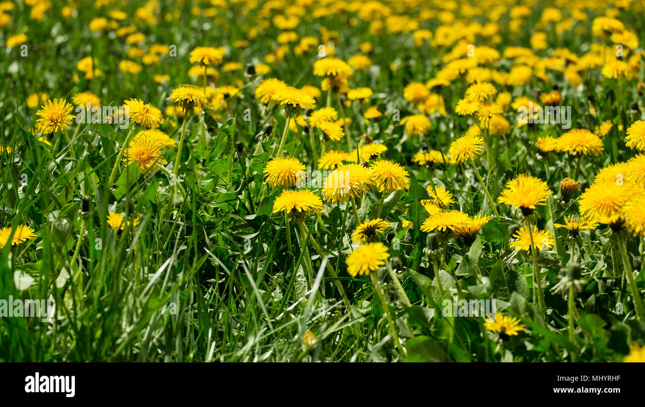 Medicinal herbs: Spring field of yellow dandelions (Taraxacum ...