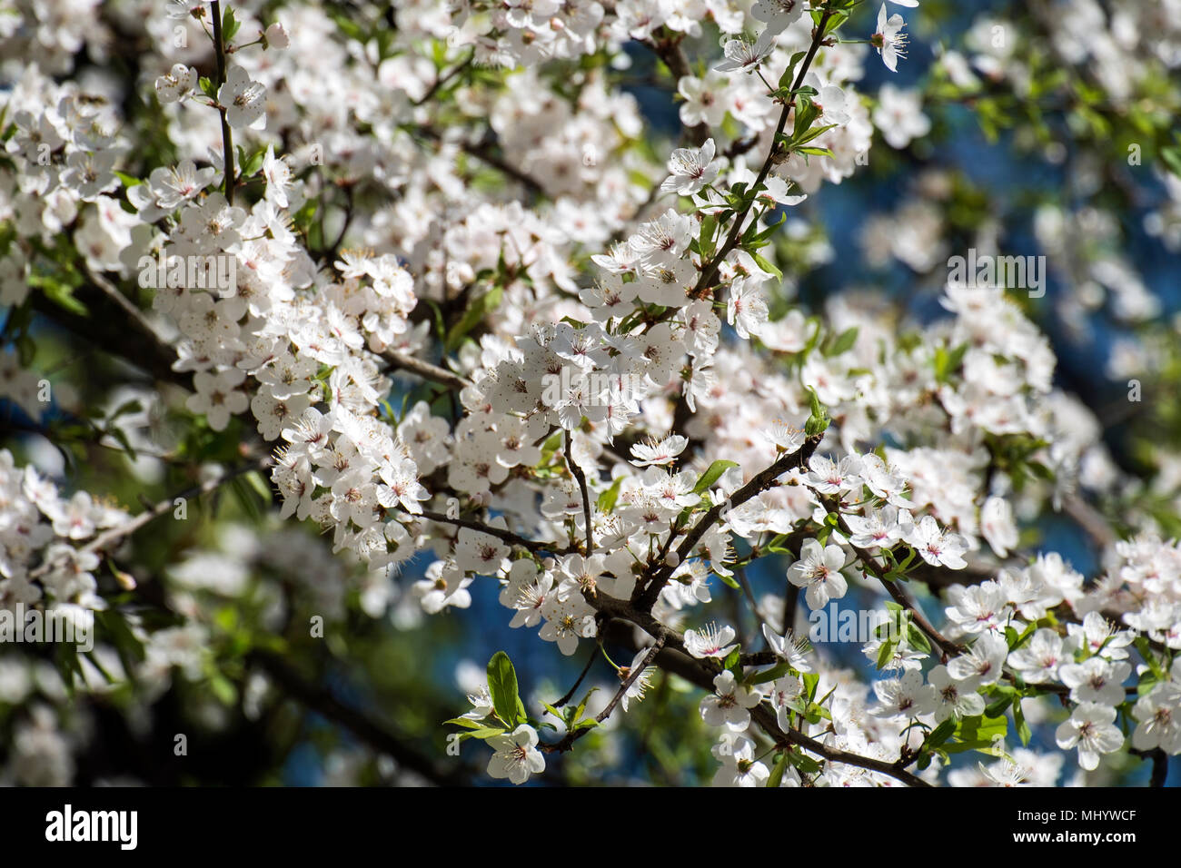 White flowers of blooming cherry plum (Prunus cerasifera) Stock Photo