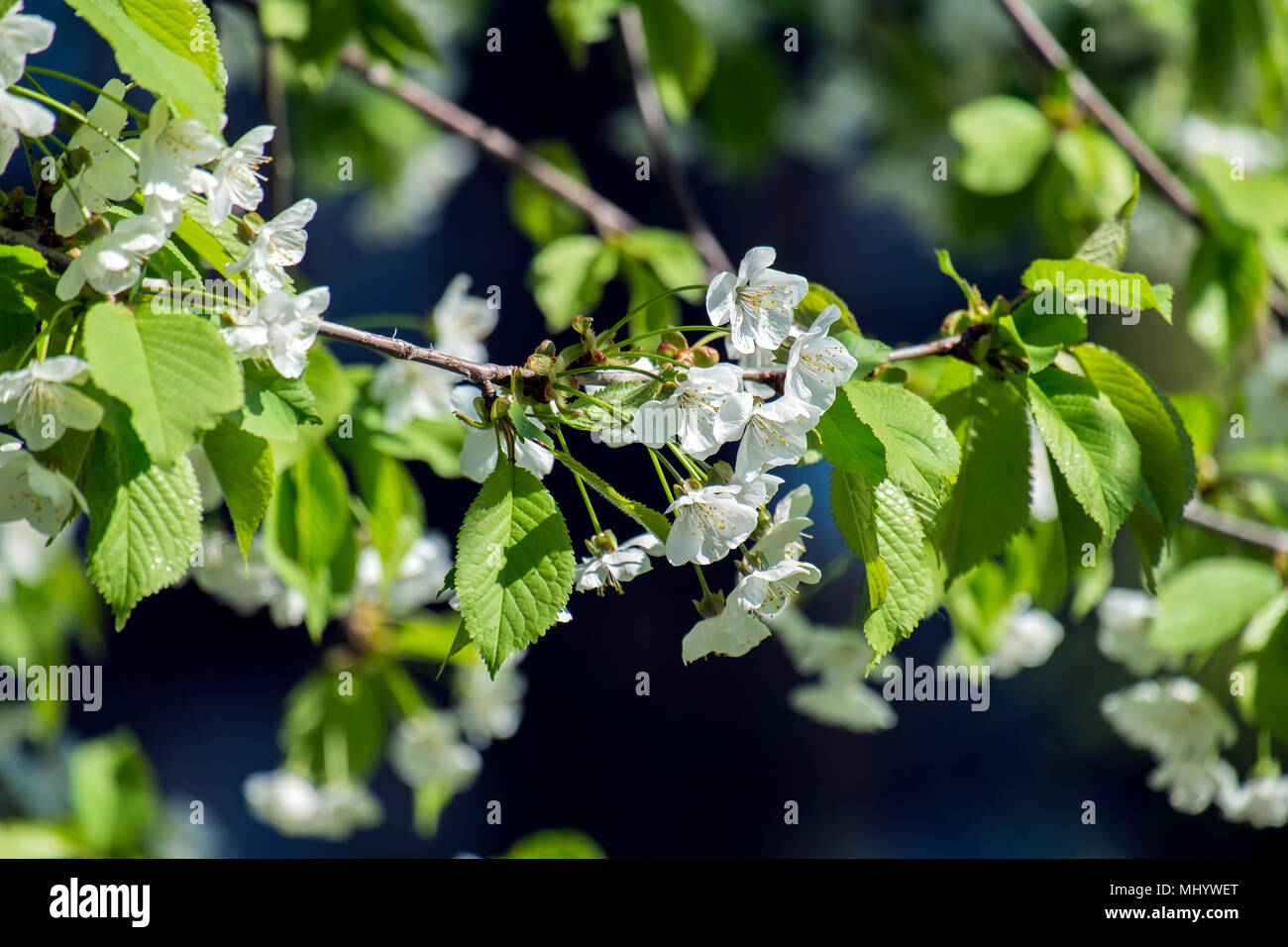White flowers of blooming cherry tree (Prunus cerasus) Stock Photo
