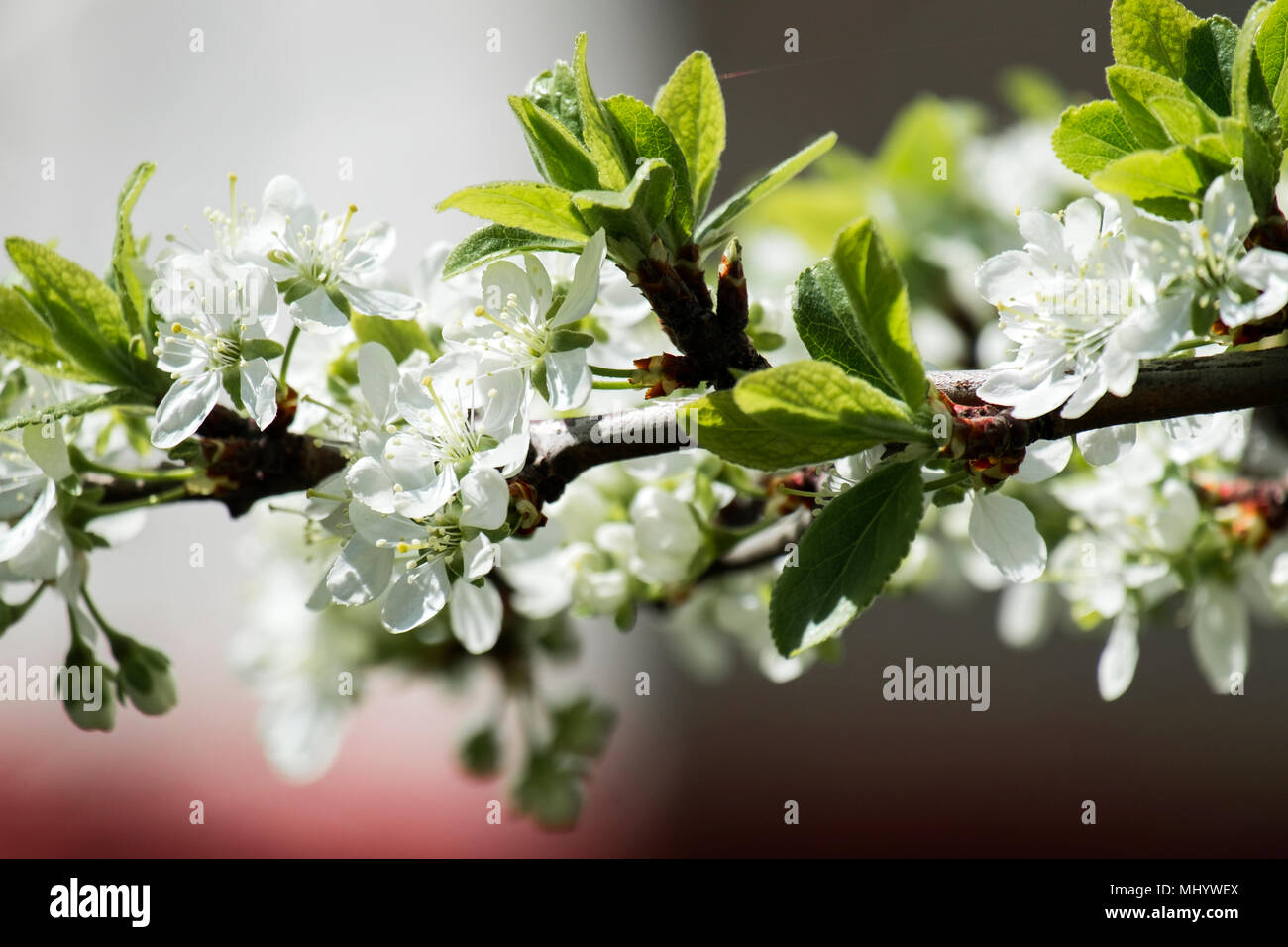 White flowers of blooming cherry tree (Prunus cerasus) Stock Photo