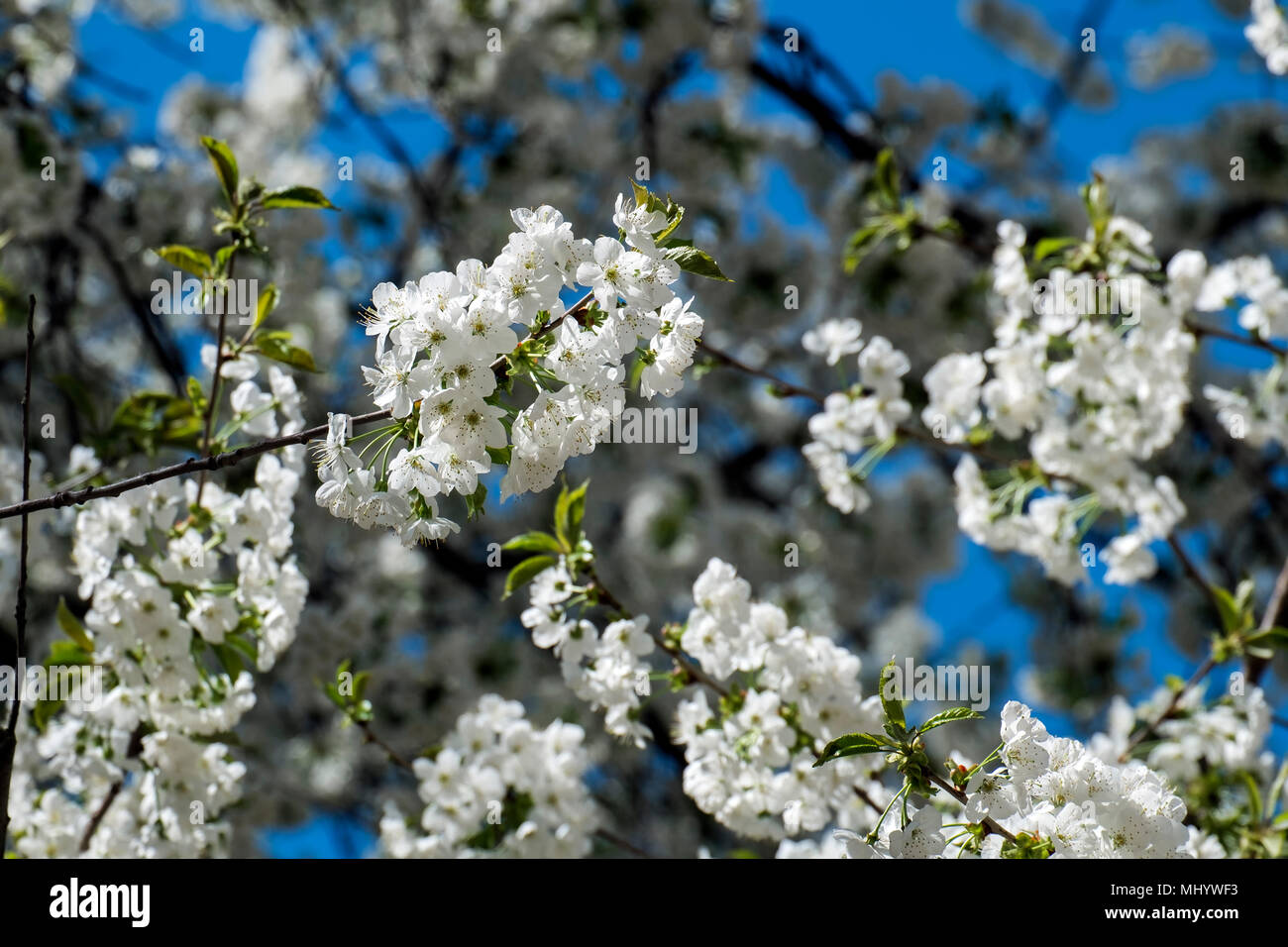 White flowers of blooming sweet cherry (Prunus avium) Stock Photo