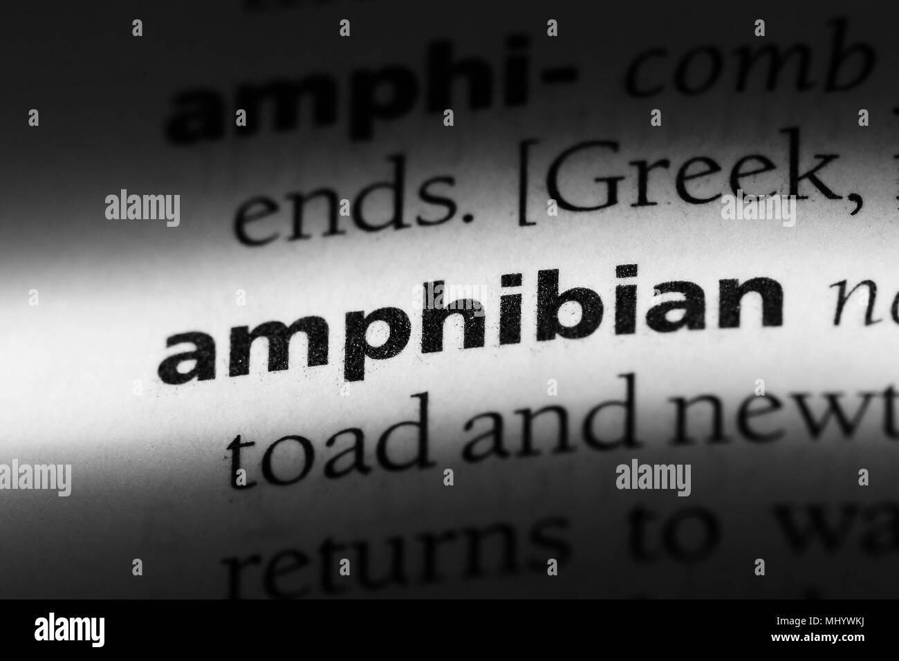amphibian word in a dictionary. amphibian concept. Stock Photo