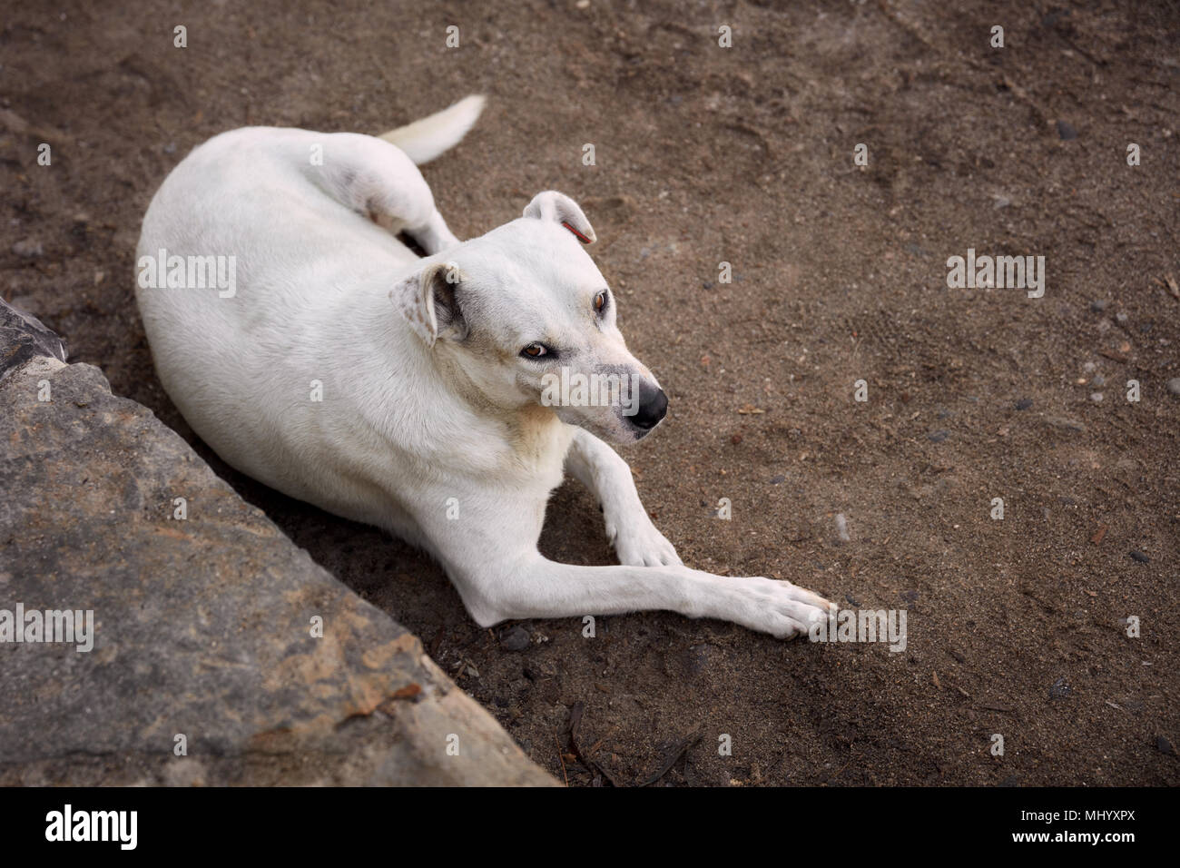 Up down view of a beautiful and clean white stray dog lying on a sandy street looking above Stock Photo