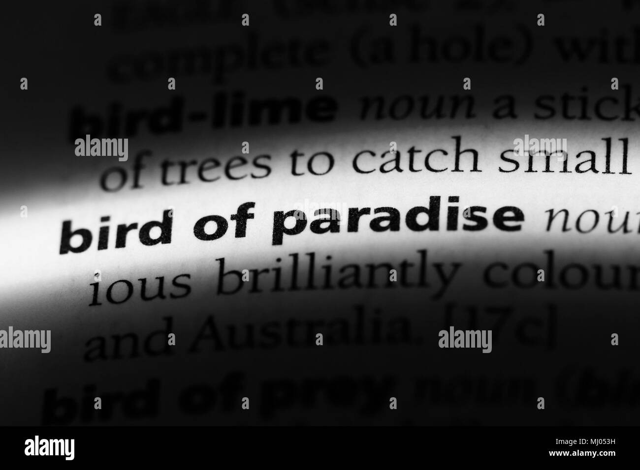 bird of paradise word in a dictionary. bird of paradise concept Stock