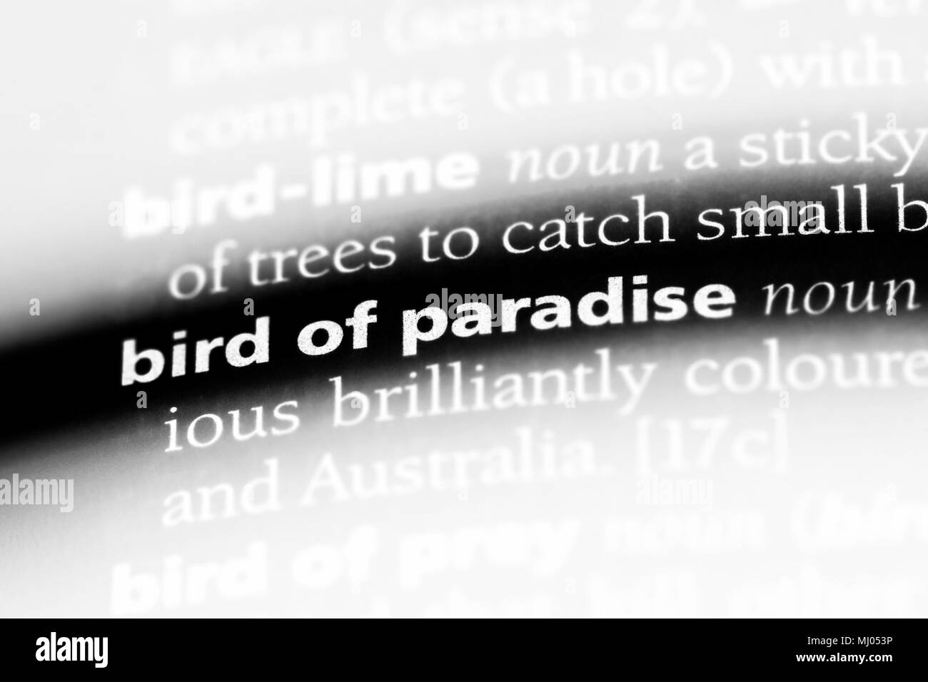 bird of paradise word in a dictionary. bird of paradise concept Stock