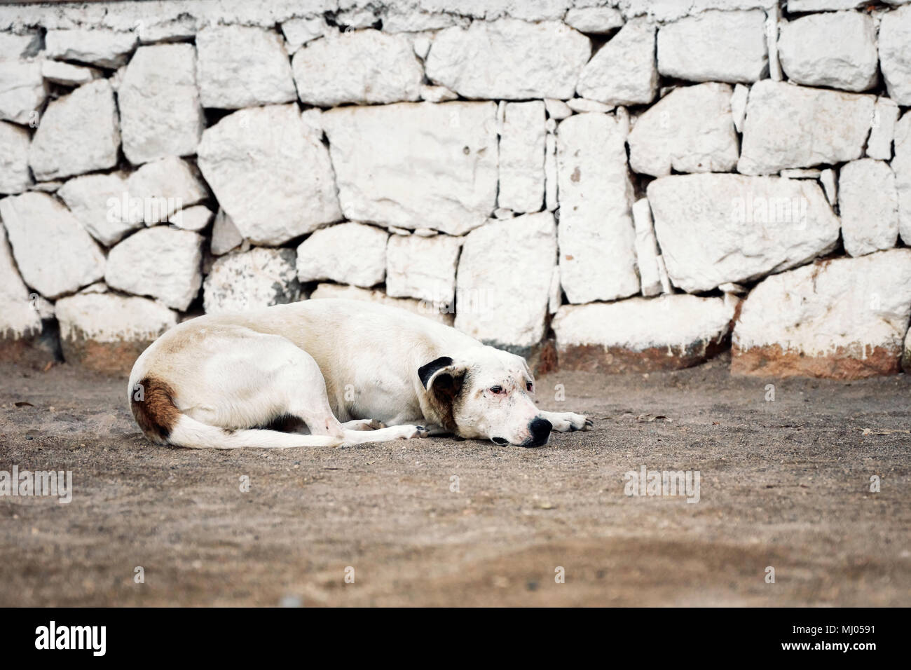 sleepy stray dog lying on the soil ground in front of a white stone ...