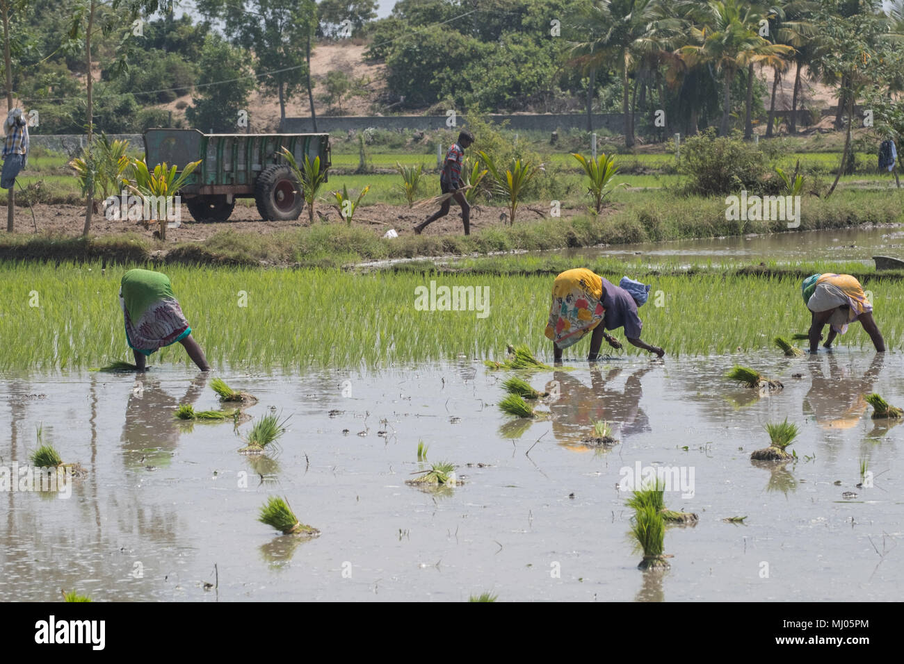 Agriculture labourer tamil nadu india hi-res stock photography and ...