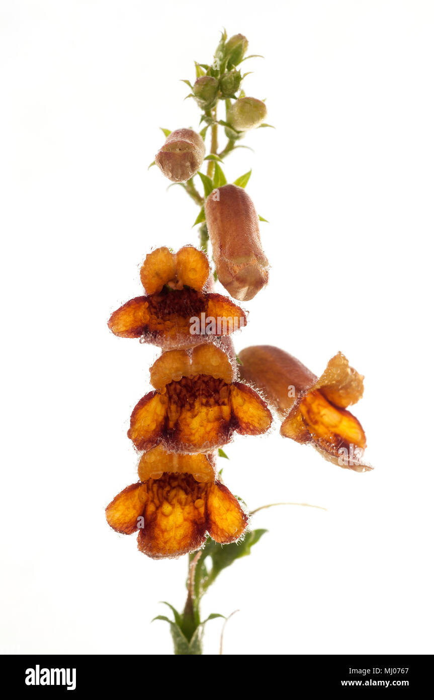 Digitalis obscura, on white background, flower Stock Photo Alamy