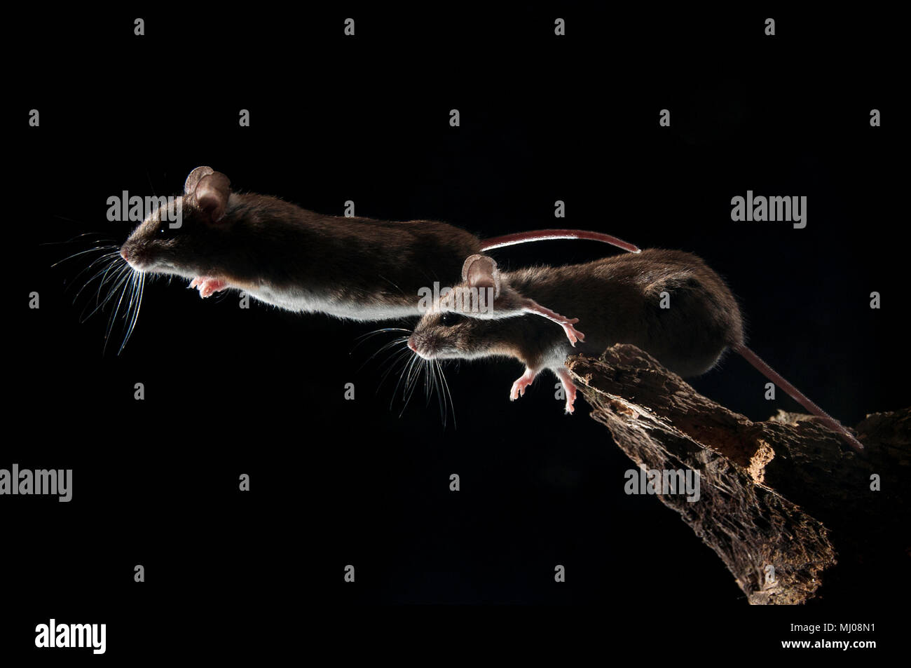 mouse jumping windows 7 desktop