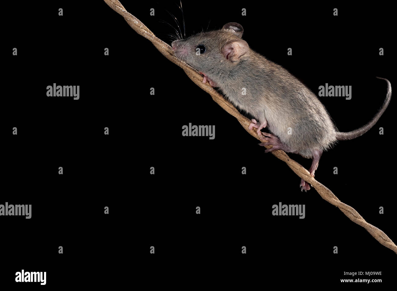 Mouse climbing an old rope, Mus musculus Stock Photo Alamy