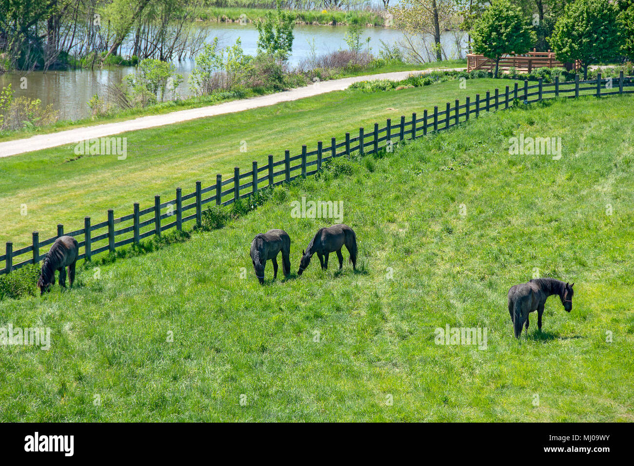 black Friesian horses grazing in green alfalfa pasture with fence and