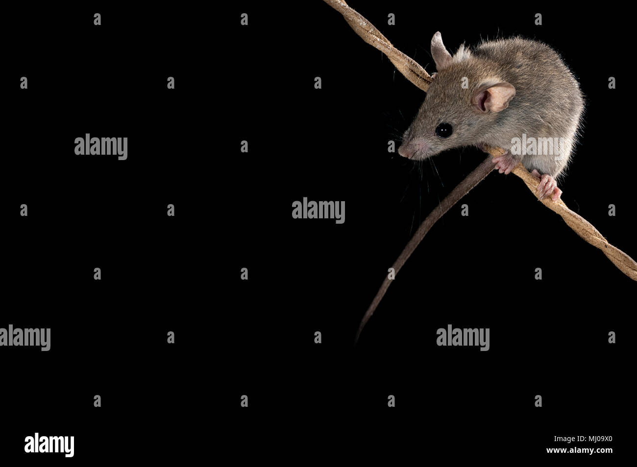Mouse climbing an old rope, Mus musculus Stock Photo Alamy
