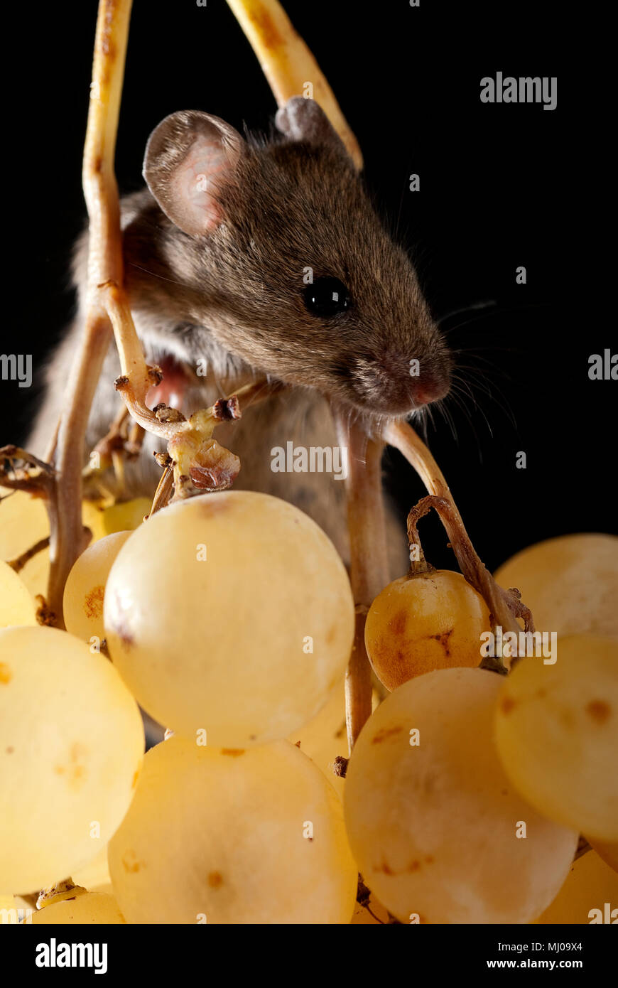 Mouse eating grapes, Mus musculus Stock Photo Alamy